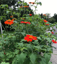 Mexican Sunflower- Goldfinger