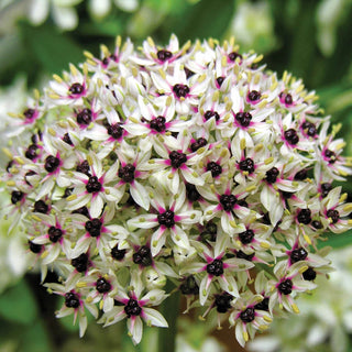 Silver Spring Allium Seeds