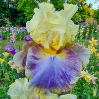 Style Traveller Bearded Iris Seeds