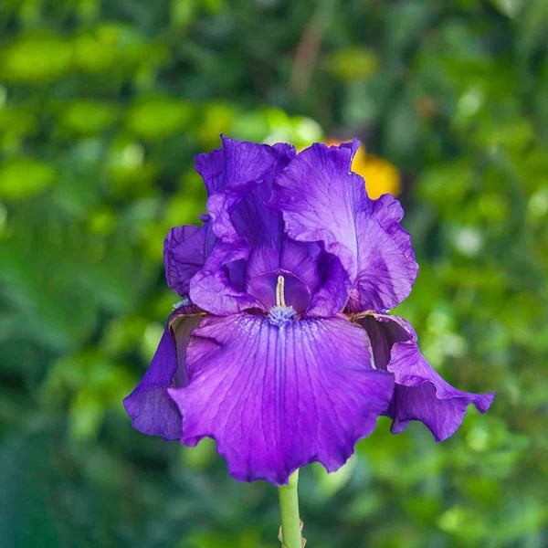Dashing Reblooming Bearded Iris