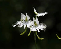Habenaria Radiata Seeds