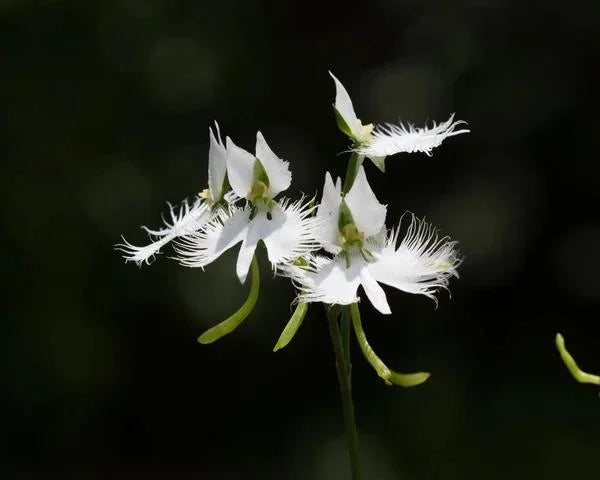 Habenaria Radiata Seeds