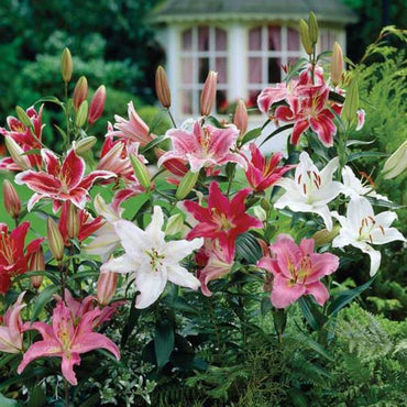 Oriental Lily Collection Seeds