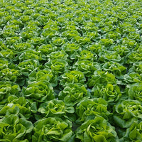 Casey – Pelleted Lettuce Seed