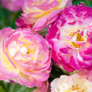 Life of the Party Floribunda Rose