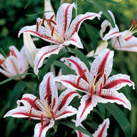 Dizzy Oriental Lily Seeds