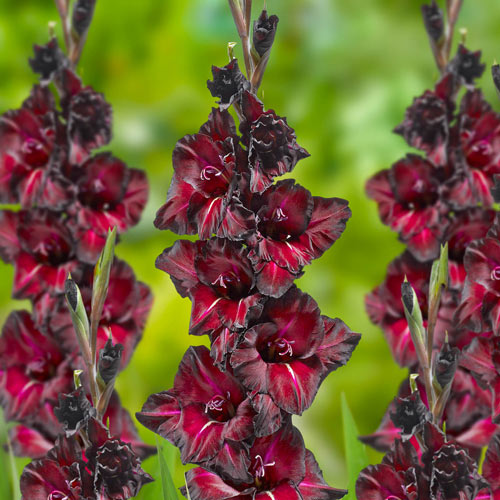 Heirloom Non-GMO Gladiolus Flower Seeds for Planting – Tall Vibrant Garden Blooms from Bulbs - Non-GMO for planting in home garden