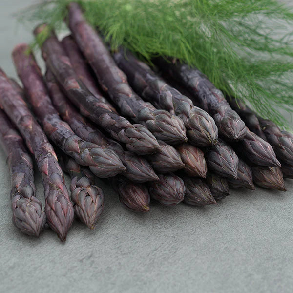 Erasmus – Purple Asparagus Seeds