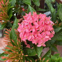 Ixora Flower Seeds