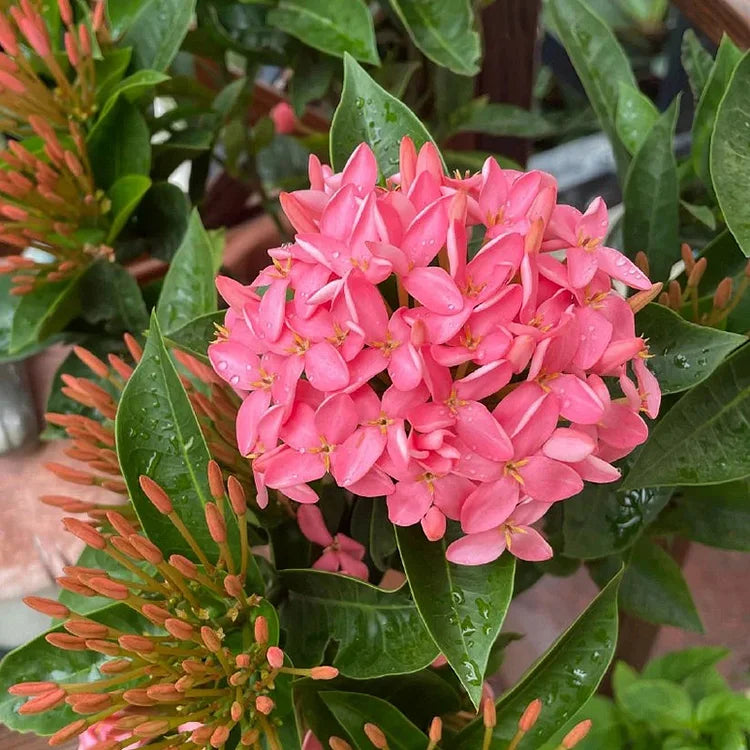 Ixora Flower Seeds