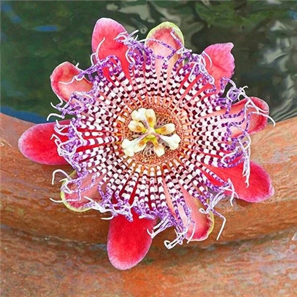 Egrow Passion Flower Seeds