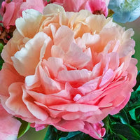 Pink Hawaiian Coral Peony