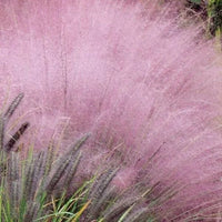 Muhlenbergia Capillaris Seeds