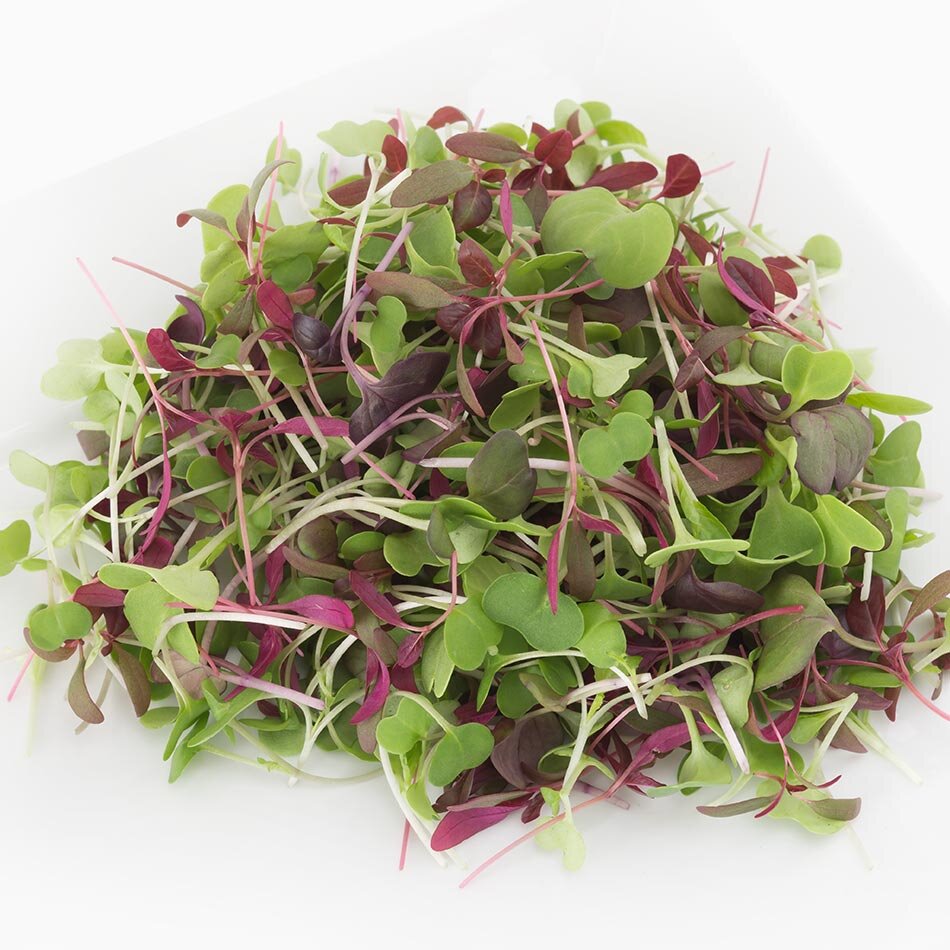 Mild Micro Mix – Organic Microgreen Seed
