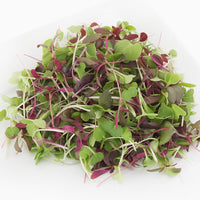 Mild Micro Mix – Organic Microgreen Seed