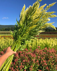 Sylphid – Celosia Seed