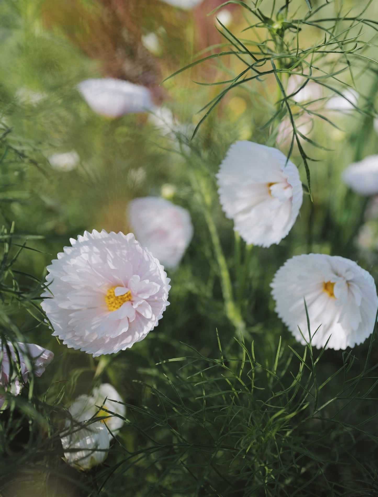 Cosmos- Cupcakes Blush and White Mix