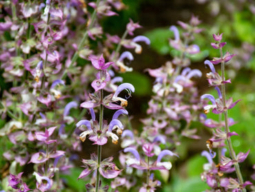 Clary Sage