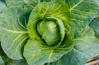 Storage No. 4 – Cabbage Seed