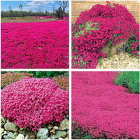 Red Creeping Thyme