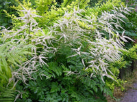 Guinea Fowl Goatsbeard