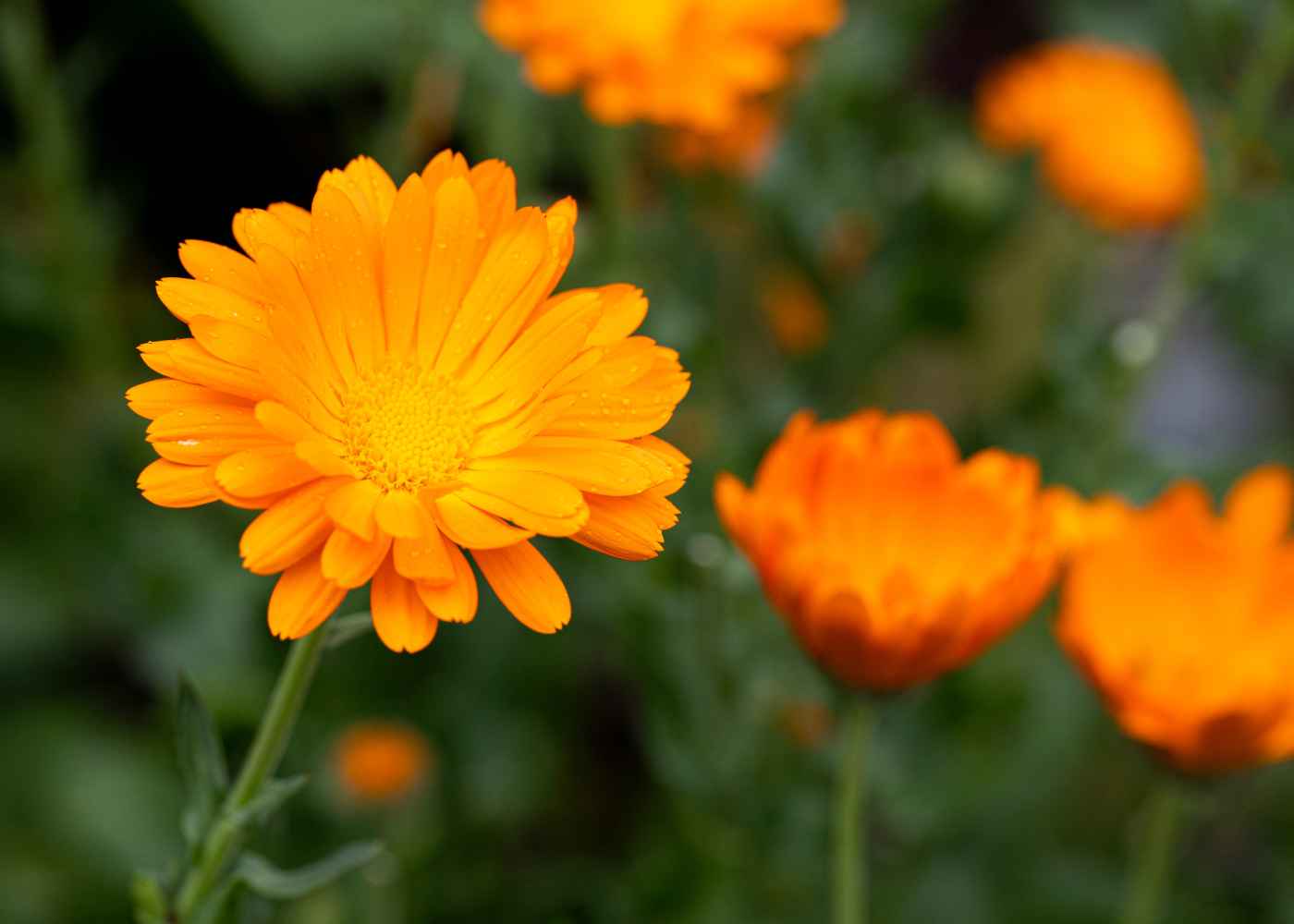 Calendula