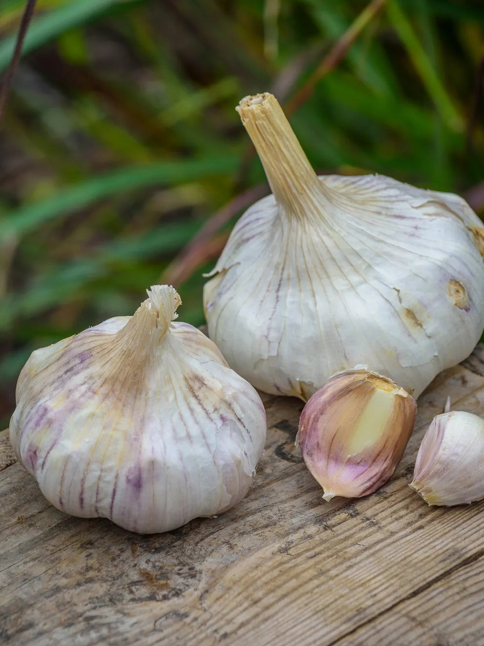 Inchelium Red – Garlic s