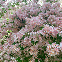 Hedgehog Flower Seeds – Kolkwitzia amabilis