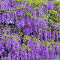 Purple Wisteria Seeds