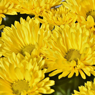 Callistephus Chinensis Flower Seeds