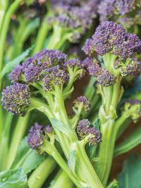 Burgundy – Purple Sprouting Broccoli Seeds