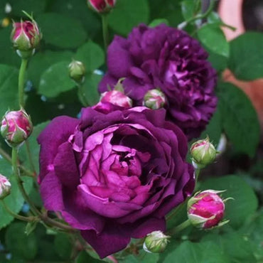 Purple Cardinal de Richelieu Rose Seeds