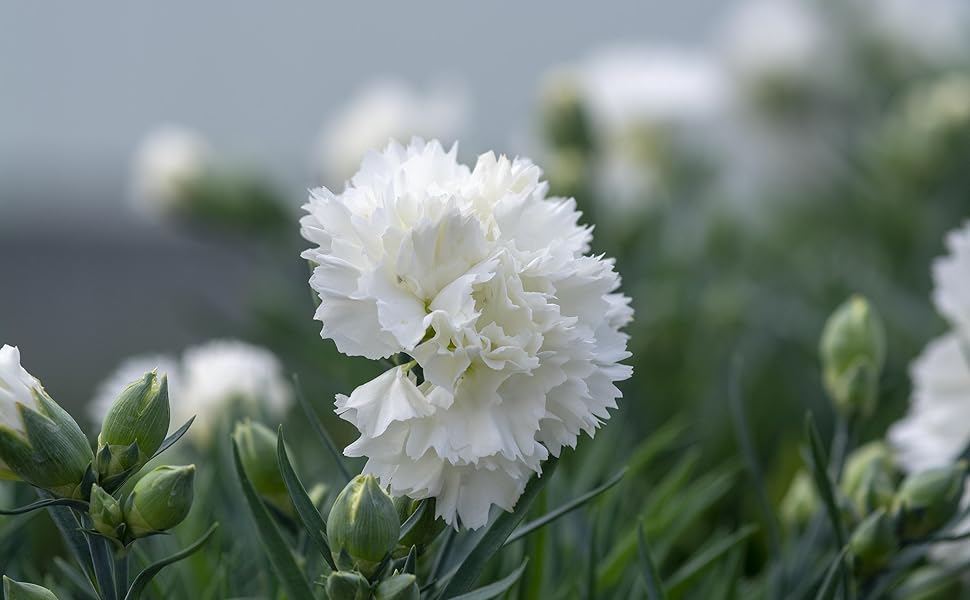 White Japanese Purple Carnation Fragrant Flower Seeds