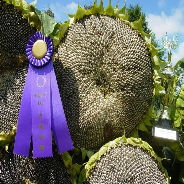 Mongolian Giant Sunflower Seeds