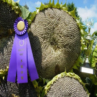 Mongolian Giant Sunflower Seeds