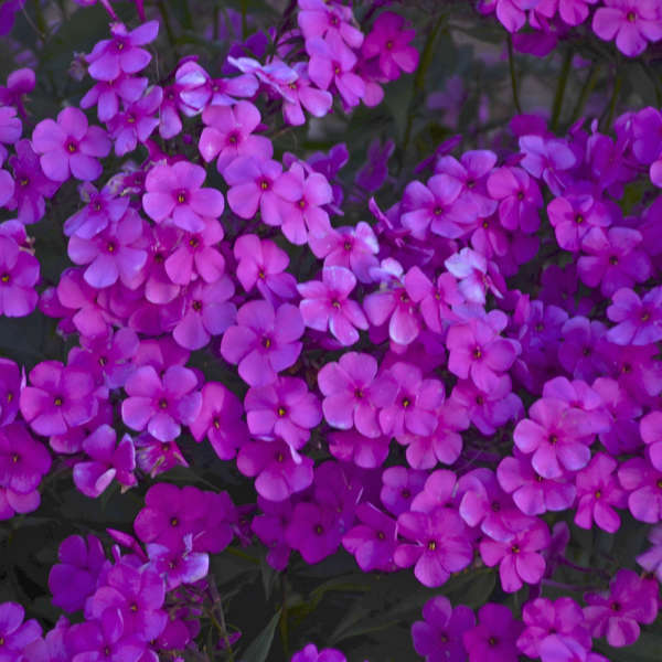 Cloudburst Phlox