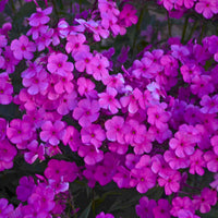 Cloudburst Phlox