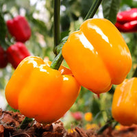 Flavorburst – Organic Bell Pepper Seed