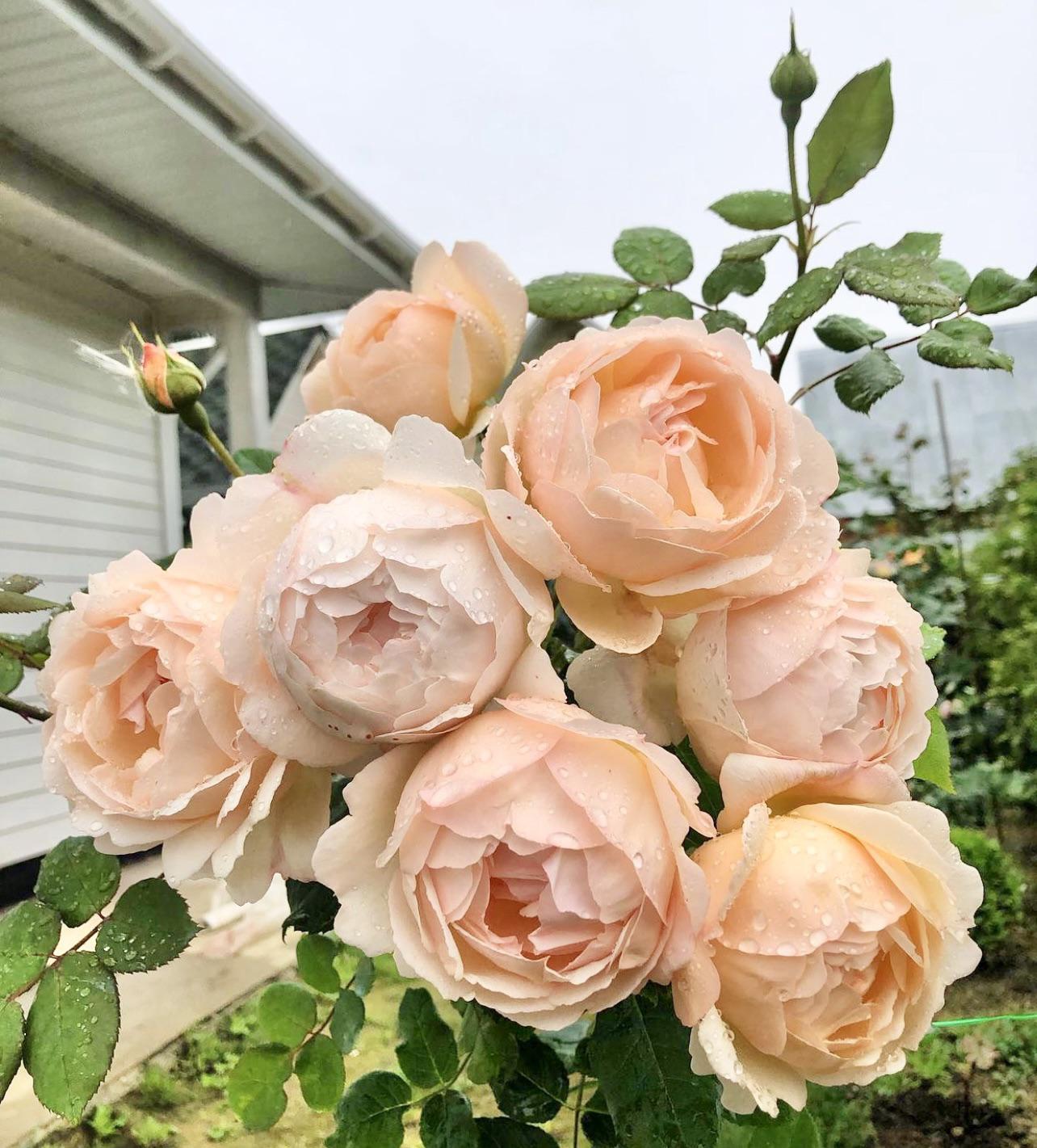 Rose- Wollerton Old Hall