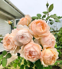 Rose- Wollerton Old Hall