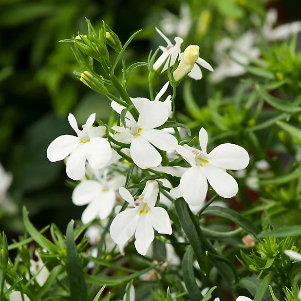 Lobelia- White Lady