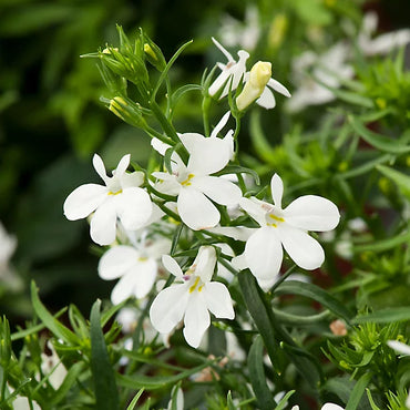 Lobelia- White Lady