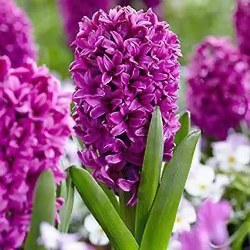 All Stars Purple Bulbs