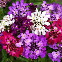 Candytuft- Umbellata Mixed