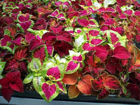 Coleus- Mixed Rainbow