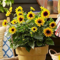Heirloom Non-GMO Sunflower Bonsai Flower Seeds for Planting – Miniature Decorative Garden Blooms