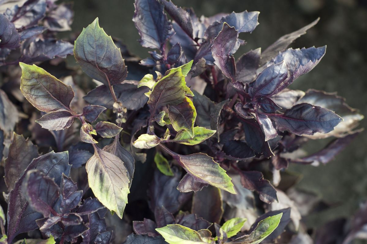 Dark Opal – Basil Seed