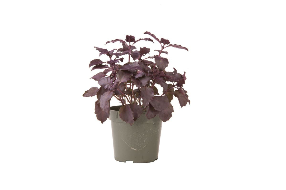 Dark Opal – Basil Seed