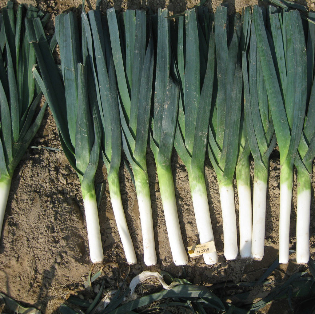 Comanche – Organic Leek Seed