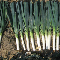 Comanche – Leek Seed
